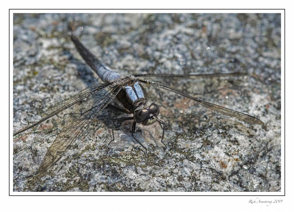 dragonfly 1.jpg